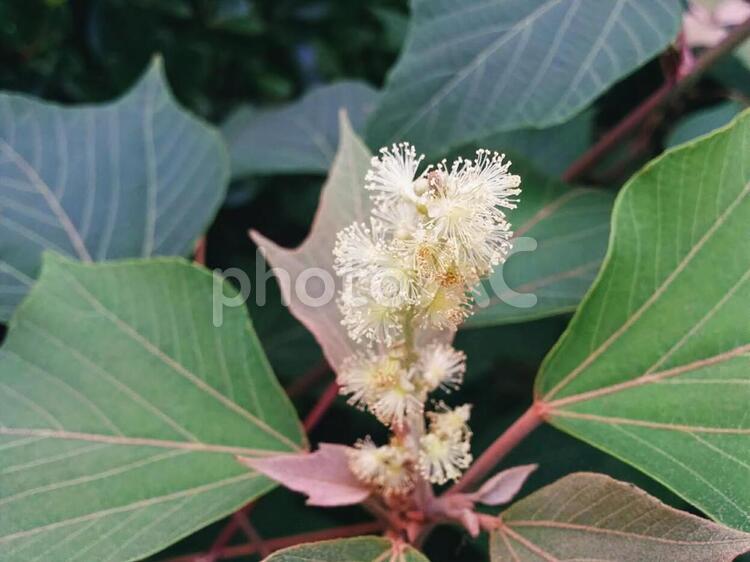 花　アカメガシワの雄花　あかめがしわ　赤芽槲　ひさぎめしもりばな　久木飯盛花　サイモリバ　菜盛葉　澄んだ心　忠実　繊細　3 アカメガシワ,あかめがしわ,雄花の写真素材