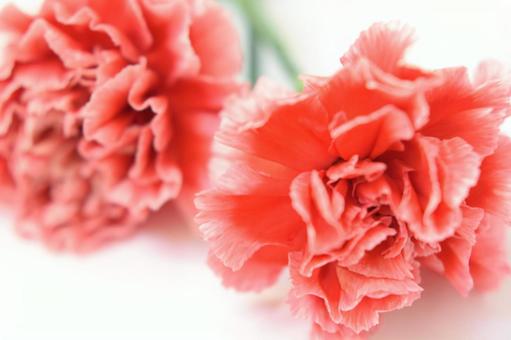 Red carnation for mother's day, carnation, poor, background material, JPG