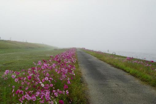河川敷のコスモス コスモス,秋,花の写真素材