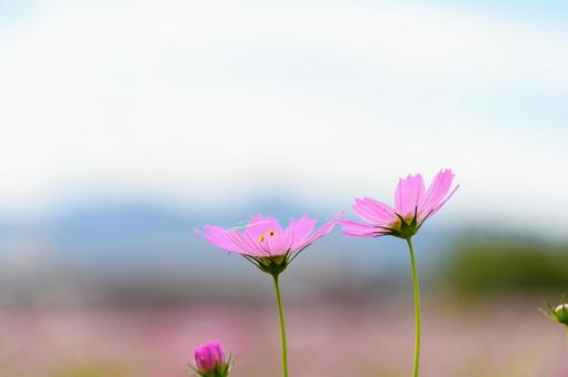 秋空に咲くピンクのコスモス 秋空に咲くピンクのコスモス コスモス,花,ピンクの写真素材