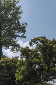 空と雲と新緑 空と雲と新緑 空,雲,青空の写真素材