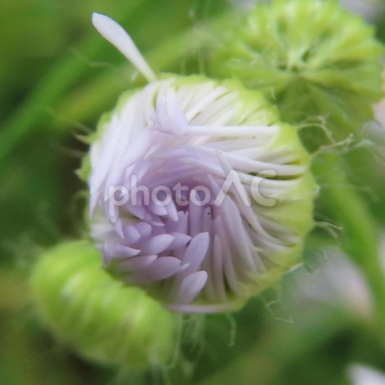 ヒメジョオン（姫女苑） ヒメジョオン,姫女苑,花の写真素材