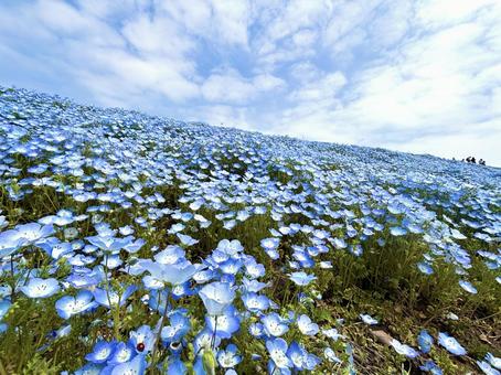 ネモフィラ畑 ネモフィラ畑 ネモフィラ,花,花畑の写真素材