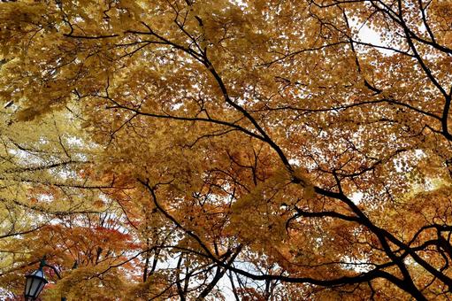 椛 紅葉,北海道,秋の写真素材