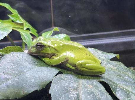 モリアオガエル モリアオガエル,カエル,生き物の写真素材