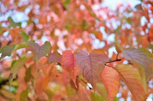 紅葉中の桜の木葉 紅葉中の桜の木葉の写真