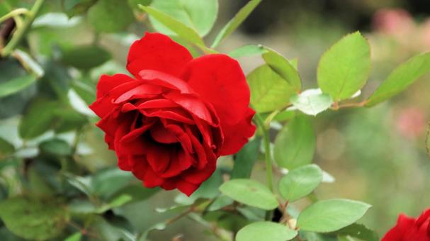 河津バカテル公園　秋バラの写真