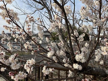 桜1 桜1の写真