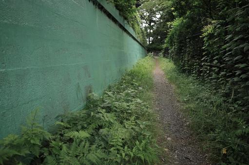 緑の壁の散歩道 緑の壁の散歩道 緑,可愛い色,ペパーミントグリーンの写真素材