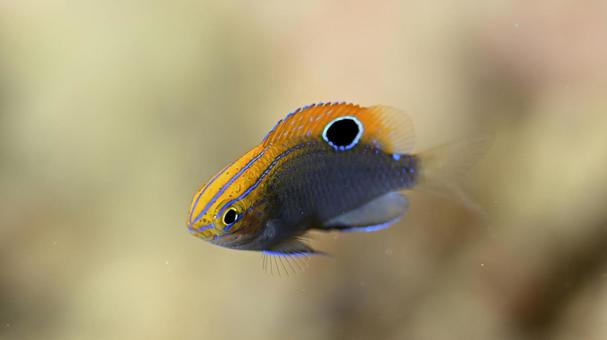 Black-spotted damselfish Ishigaki Island, JPG