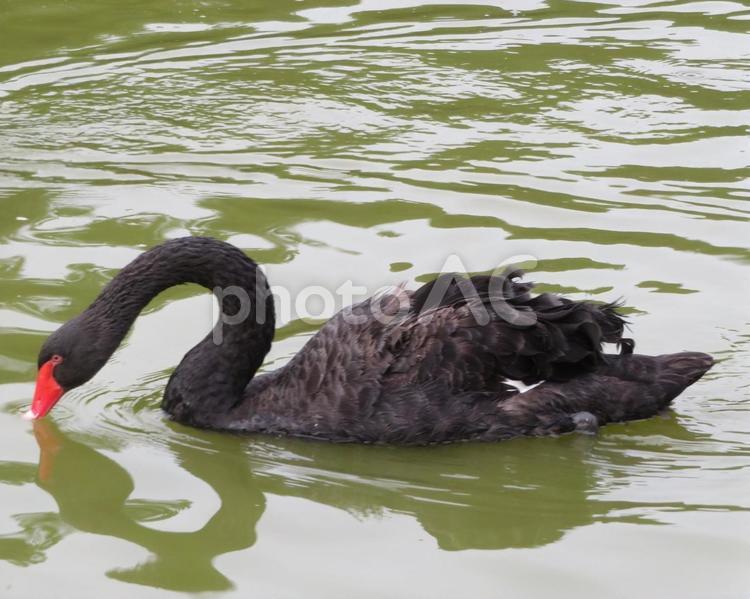 採餌するコクチョウ コクチョウ,黒鳥,鳥の写真素材