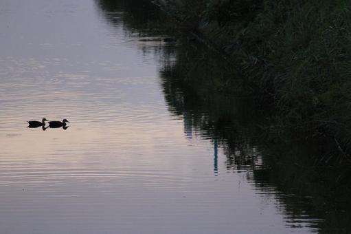 2羽のカモ 2羽のカモ 川,鴨,自然の写真素材