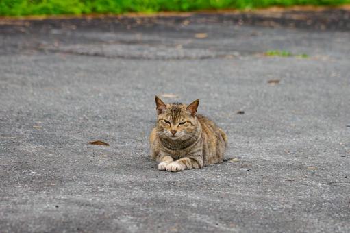 猫(129) 猫(129)の写真