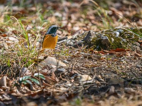 照片, 黄尾鸲, 乔比奥, 雄性daurian redstart, 