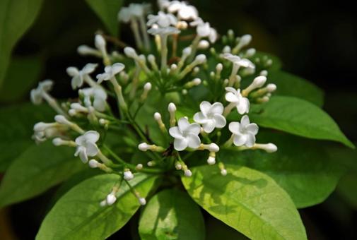 ホウライアオキ ホウライアオキの写真