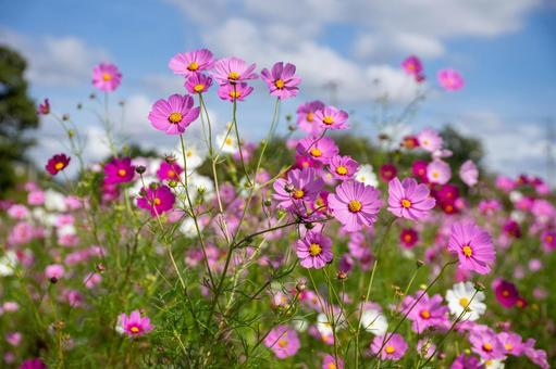 コスモスの花 コスモスの花の写真