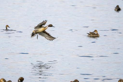 オナガガモ⑷ カモ,オナガガモ,飛翔の写真素材