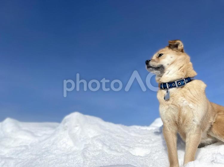 遠くを見つめている犬 犬,雪,自然の写真素材