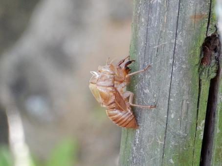 【昆虫写真】蝉の抜け殻 【昆虫写真】蝉の抜け殻の写真