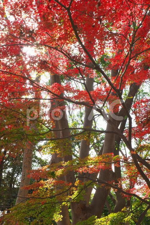 秋の紅葉 秋,紅葉,葉の写真素材