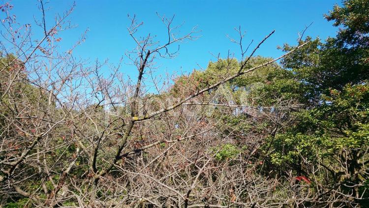 枯れ木 自然,秋,晴れの写真素材