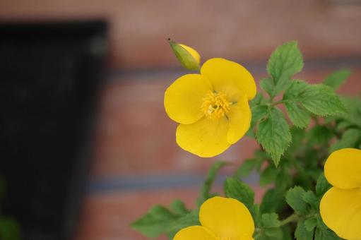 緑の葉と黄色い花びらの山吹の花木の枝 緑,葉,黄色いの写真素材