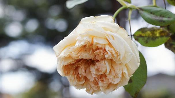 【花の写真】彼岸ばらの花 【花の写真】彼岸ばらの花 rose,植物,園芸の写真素材