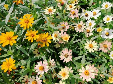 花壇に咲くジニア ジニア,花,植物の写真素材