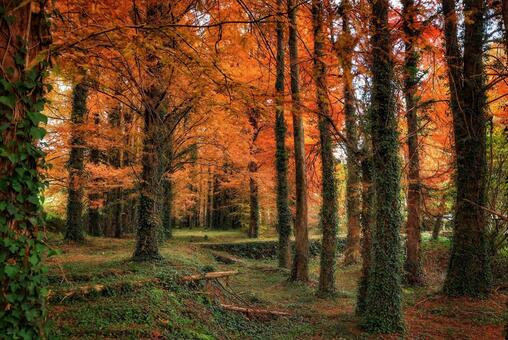 メセタの杜（福岡県築上郡築上町） メタセコイア,メセタの杜,秋の写真素材