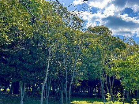 自然の風景、緑 自然の風景、緑 散歩道,自然の風景,自然の写真素材