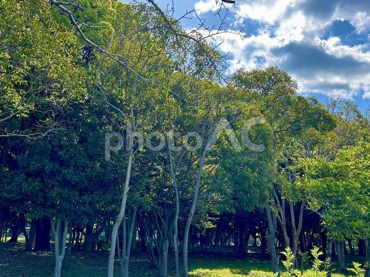 自然の風景、緑 散歩道,自然の風景,自然の写真素材