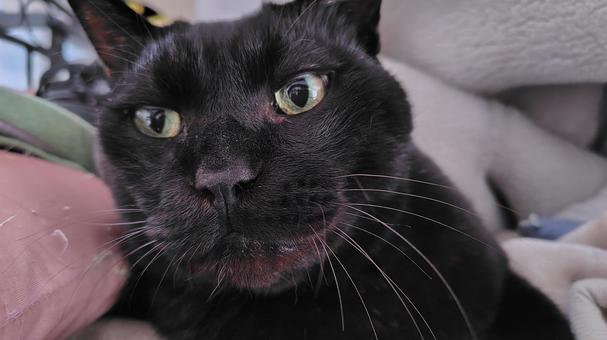 黒猫 猫,cat,ペットの写真素材