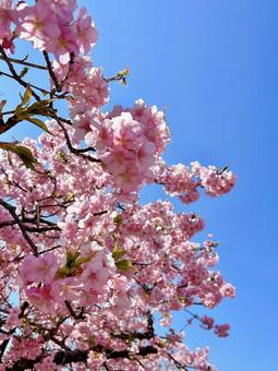青空と満開の河津桜 青空と満開の河津桜の写真