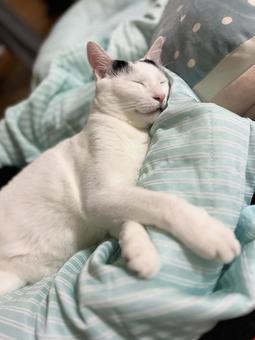 Photo, cat, cute, a pet, 