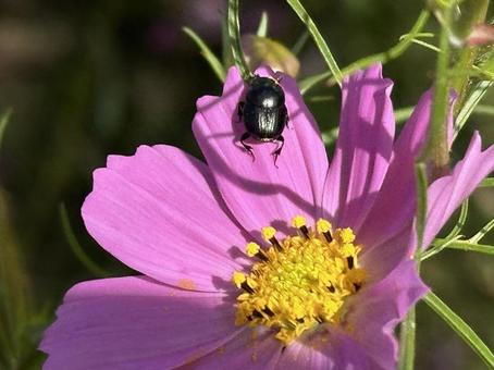 コスモスと昆虫 コスモスと昆虫の写真