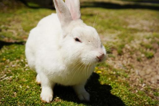 広島 大久野島 うさぎ島のうさぎ10 広島 大久野島 うさぎ島のうさぎ10 白うさぎ,うさぎ,兎の写真素材
