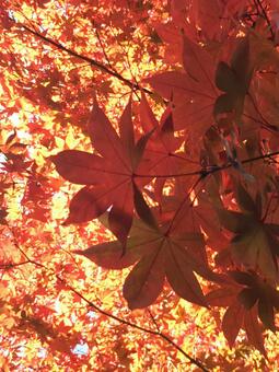 紅葉 紅葉の写真