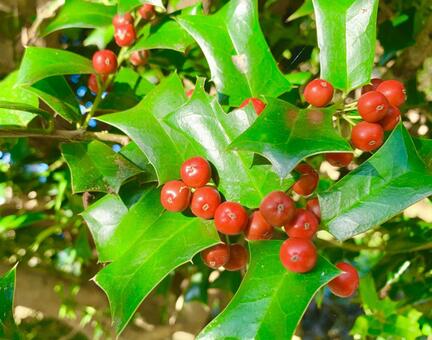 真っ赤な実のセイヨウヒイラギ2 セイヨウヒイラギ,ヒイラギモチ,クリスマスホーリーの写真素材
