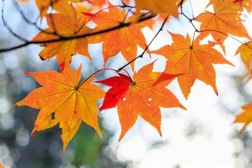 紅葉したモミジ 紅葉,もみじ,アップの写真素材