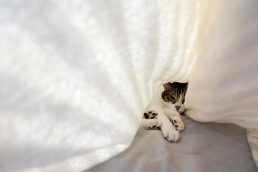 タオルケットの中の猫_01 タオルケットの中の猫_01の写真