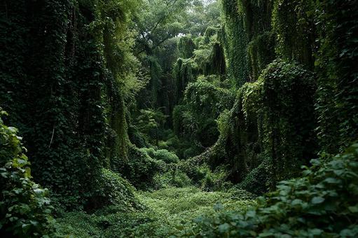 鬱蒼とした緑の森 鬱蒼とした緑の森の写真