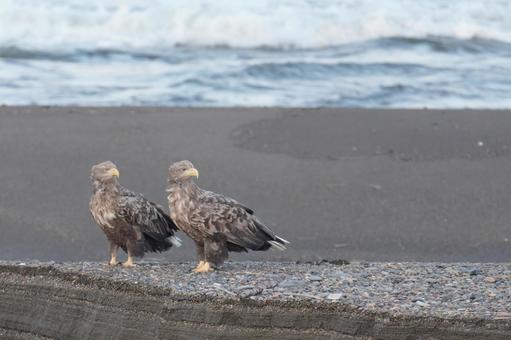 仲良しオジロワシ オジロワシ,野鳥,北海道の写真素材