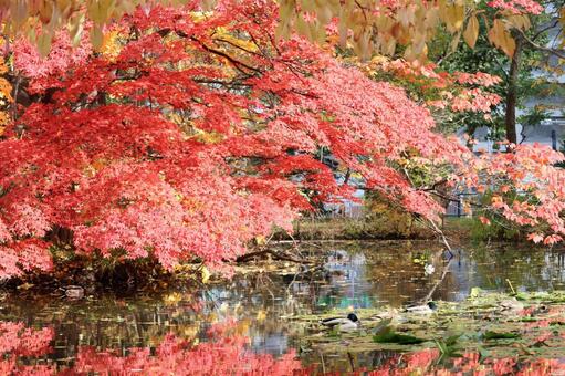 紅葉 北海道,札幌市,秋の写真素材