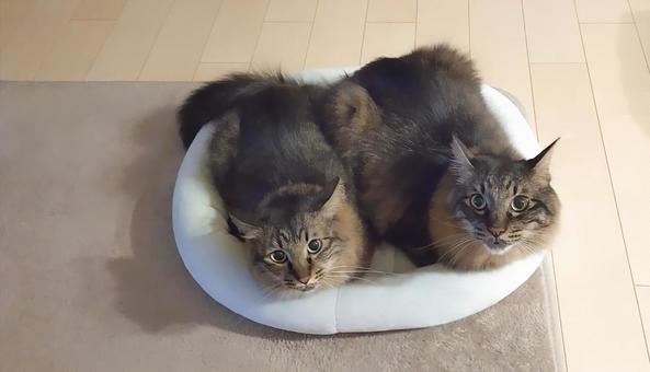きょうだい猫 きょうだい猫の写真