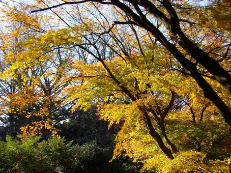 自然公園の林道で色づく木々の紅葉 自然公園の林道で色づく木々の紅葉 紅葉,木,樹木の写真素材