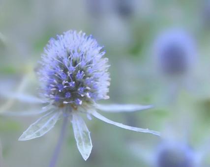 エリンジウム エリンジウムの写真