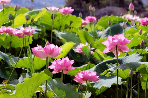 蓮の花 蓮池,花,自然の写真素材