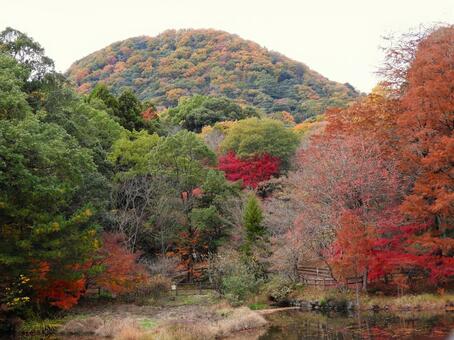 晩秋の甲山ミクルマ池 景観,山,森林の写真素材