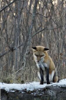 キツネ 動物,生き物,キツネの写真素材