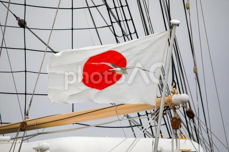 カモメと日の丸 日の丸,国旗,旗の写真素材